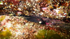 Parablennius pilicornis