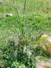 Artemisia sieversiana