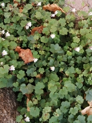 Cymbalaria muralis