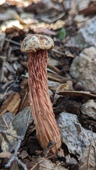 Aureoboletus russellii