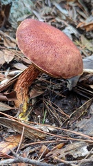 Aureoboletus russellii
