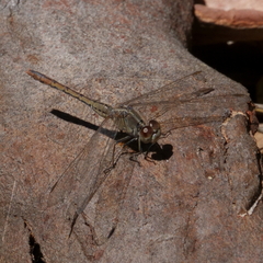 Diplacodes bipunctata