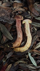 Aureoboletus russellii
