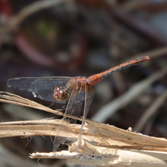 Diplacodes bipunctata