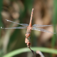 Diplacodes bipunctata
