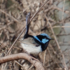 Malurus cyaneus