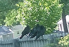 Corvus brachyrhynchos