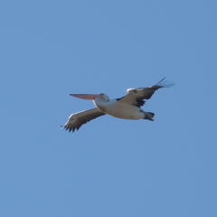 Pelecanus conspicillatus