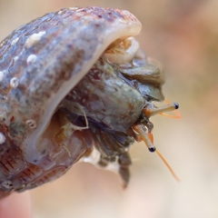 Clibanarius erythropus