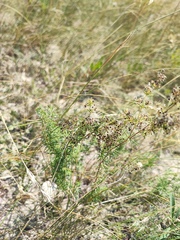 Galium verum