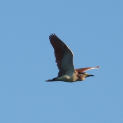 Nycticorax caledonicus