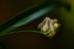 Polystachya subumbellata image