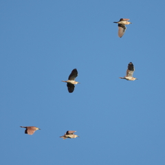 Nycticorax caledonicus