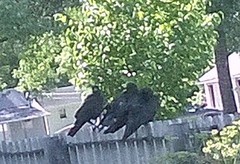 Corvus brachyrhynchos