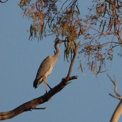 Egretta novaehollandiae