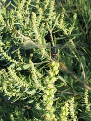 Erythrodiplax berenice