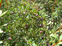 Berberis sphaerocarpa