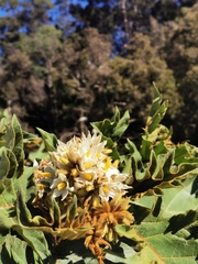 Solanum chrysotrichum