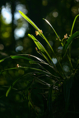 Polystachya subumbellata image