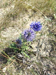 Echinops ritro ruthenicus