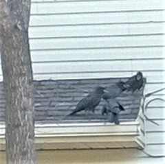Corvus brachyrhynchos
