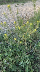 Sisymbrium loeselii