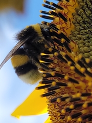 Bombus