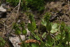 Veronica serpyllifolia