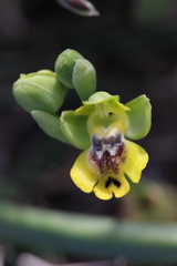 Ophrys sicula