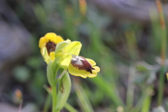 Ophrys sicula