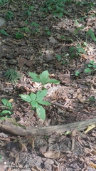 Impatiens parviflora