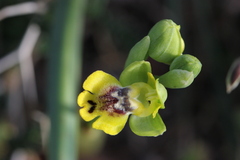 Ophrys sicula