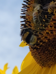 Bombus