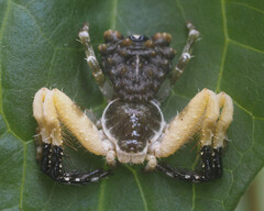 Phrynarachne ceylonica
