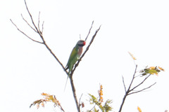 Psittacula alexandri fasciata