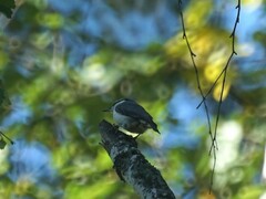 Sitta europaea