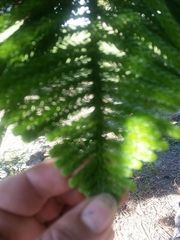 Eutacta