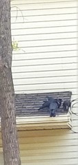Corvus brachyrhynchos