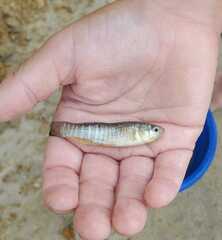 Fundulus heteroclitus