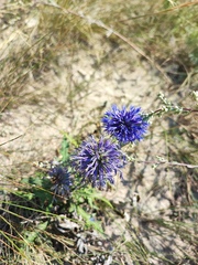 Echinops ritro ruthenicus