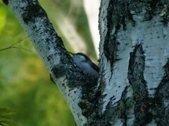 Sitta europaea