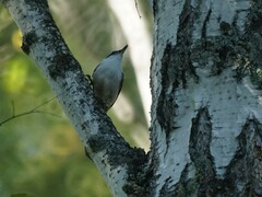 Sitta europaea
