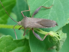 Mictis longicornis