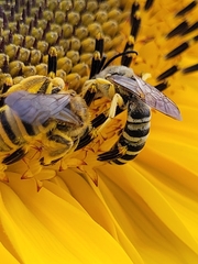 Halictus scabiosae