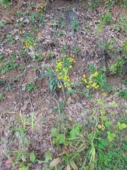 Bupleurum multinerve