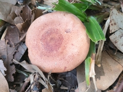 Lactarius xanthogalactus