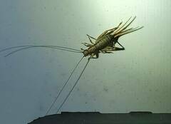 Eunemobius carolinus