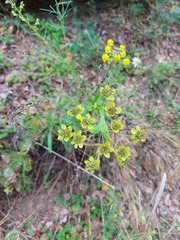 Bupleurum multinerve