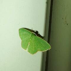 Synchlora