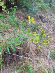 Bupleurum multinerve